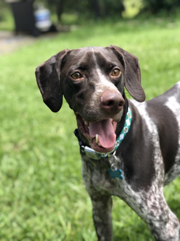 /images/uploads/southeast german shorthaired pointer rescue/segspcalendarcontest2019/entries/11368thumb.jpg